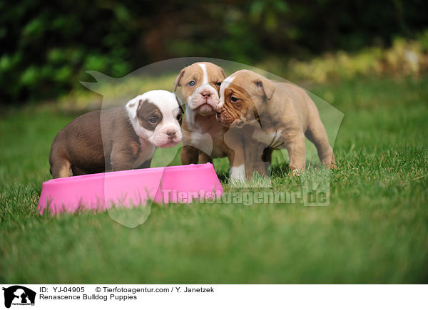 Renascence Bulldogge Welpen / Renascence Bulldog Puppies / YJ-04905