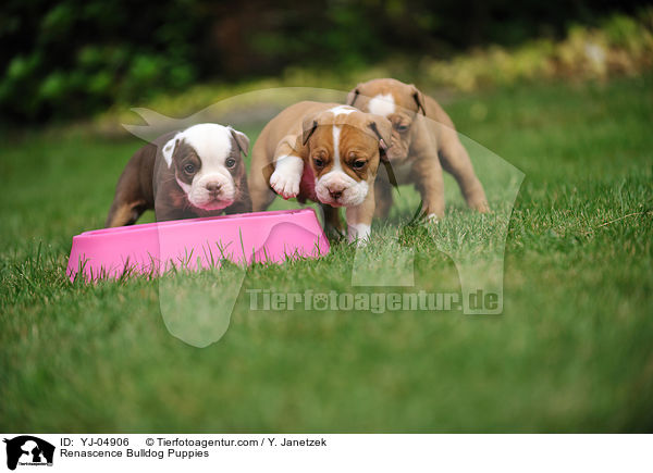 Renascence Bulldogge Welpen / Renascence Bulldog Puppies / YJ-04906