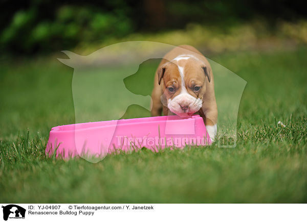 Renascence Bulldogge Welpe / Renascence Bulldog Puppy / YJ-04907