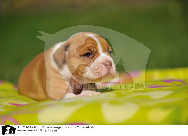 Renascence Bulldog Puppy / YJ-04910