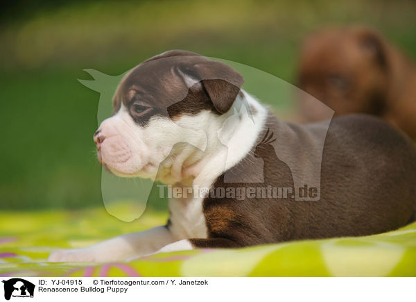 Renascence Bulldogge Welpe / Renascence Bulldog Puppy / YJ-04915
