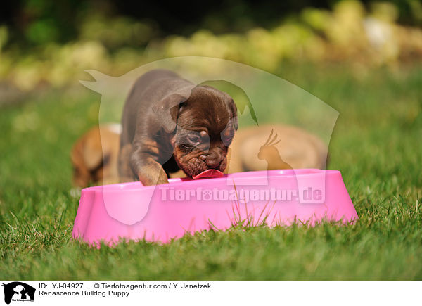 Renascence Bulldogge Welpe / Renascence Bulldog Puppy / YJ-04927