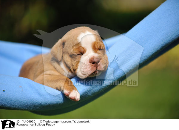 Renascence Bulldog Puppy / YJ-04930