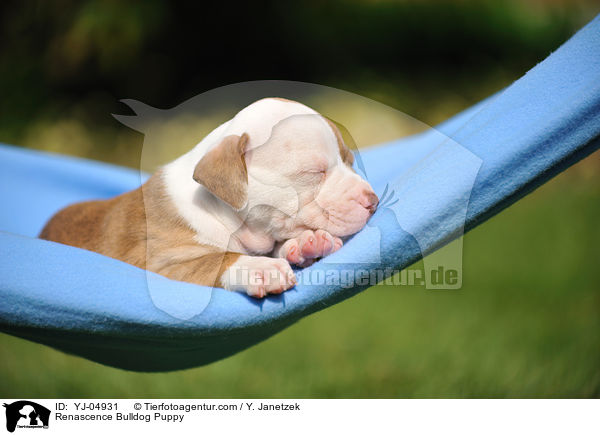 Renascence Bulldog Puppy / YJ-04931