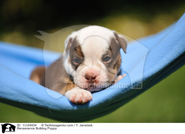 Renascence Bulldog Puppy / YJ-04934