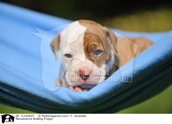 Renascence Bulldog Puppy / YJ-04937