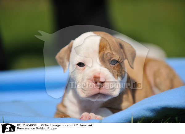 Renascence Bulldog Puppy / YJ-04938