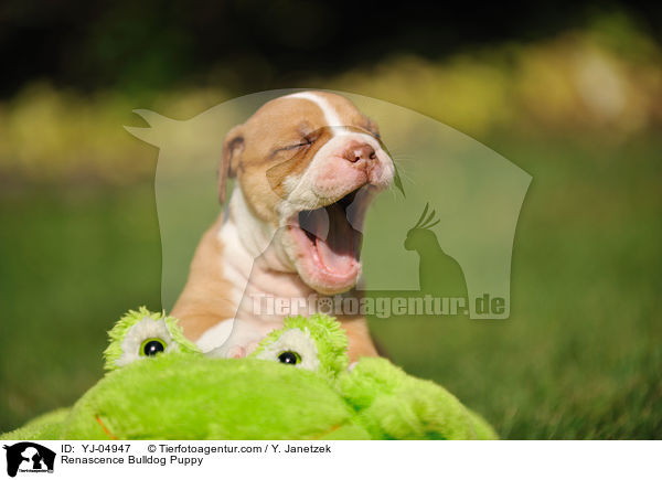 Renascence Bulldogge Welpe / Renascence Bulldog Puppy / YJ-04947