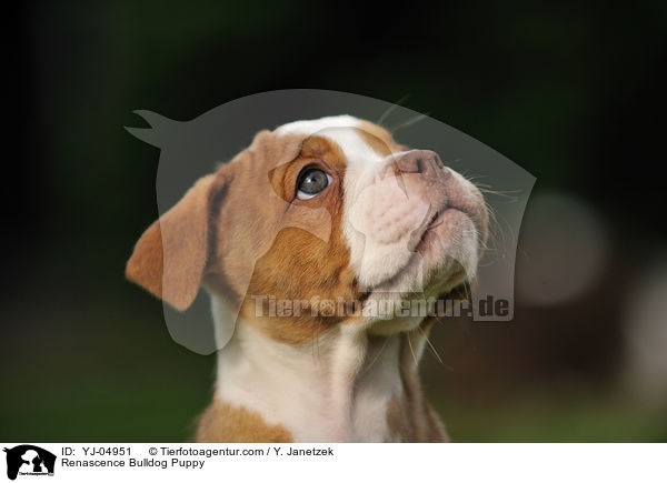 Renascence Bulldog Puppy / YJ-04951