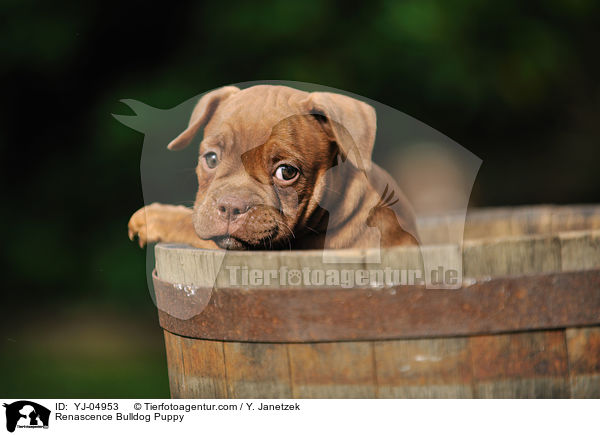 Renascence Bulldogge Welpe / Renascence Bulldog Puppy / YJ-04953