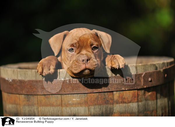 Renascence Bulldog Puppy / YJ-04954