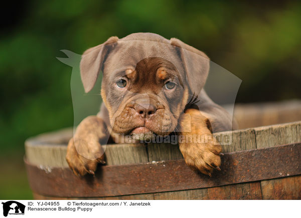 Renascence Bulldog Puppy / YJ-04955