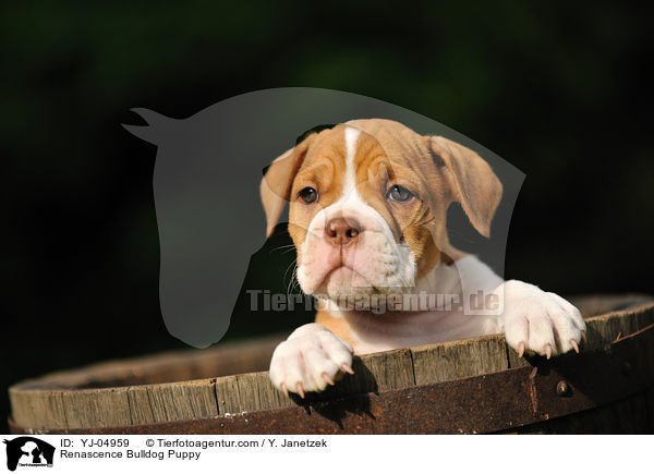 Renascence Bulldogge Welpe / Renascence Bulldog Puppy / YJ-04959