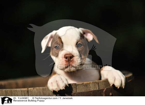 Renascence Bulldog Puppy / YJ-04961