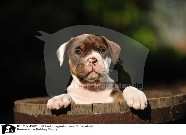 Renascence Bulldogge Welpe / Renascence Bulldog Puppy / YJ-04962