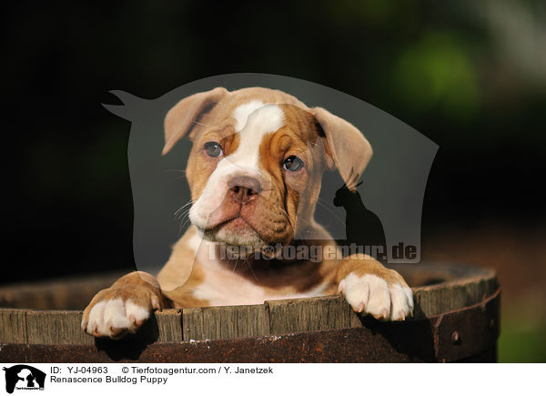 Renascence Bulldog Puppy / YJ-04963