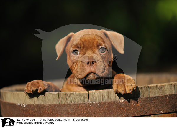 Renascence Bulldogge Welpe / Renascence Bulldog Puppy / YJ-04964