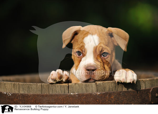 Renascence Bulldog Puppy / YJ-04968