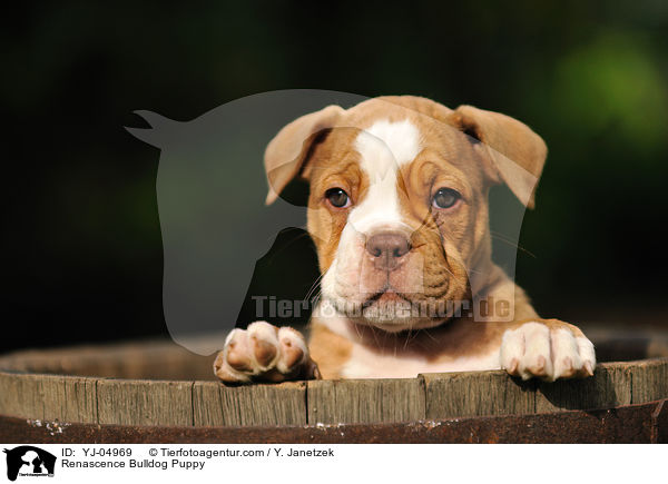 Renascence Bulldogge Welpe / Renascence Bulldog Puppy / YJ-04969