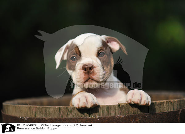 Renascence Bulldogge Welpe / Renascence Bulldog Puppy / YJ-04972