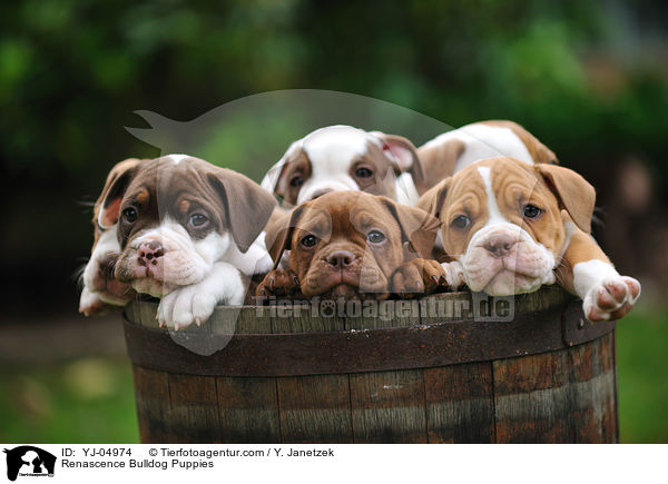 Renascence Bulldogge Welpen / Renascence Bulldog Puppies / YJ-04974
