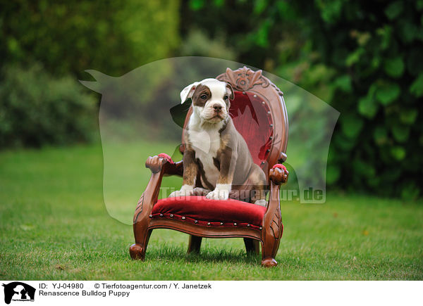 Renascence Bulldogge Welpe / Renascence Bulldog Puppy / YJ-04980