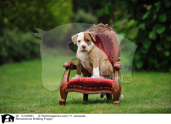 Renascence Bulldog Puppy / YJ-04981
