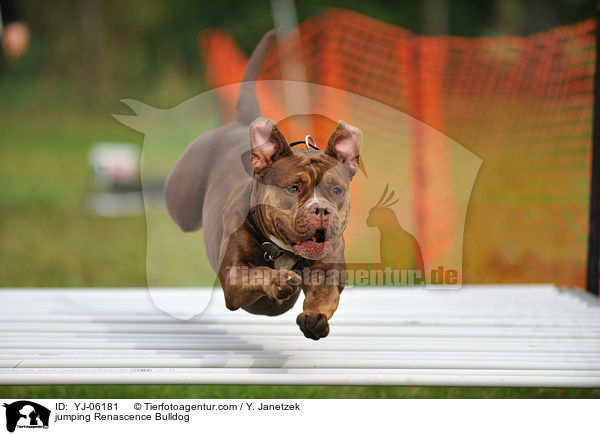 springende Renascence Bulldogge / jumping Renascence Bulldog / YJ-06181