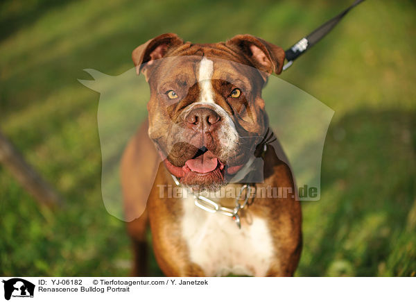 Renascence Bulldog Portrait / YJ-06182