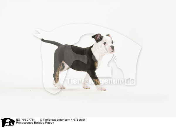 Renascence Bulldog Puppy / NN-07764