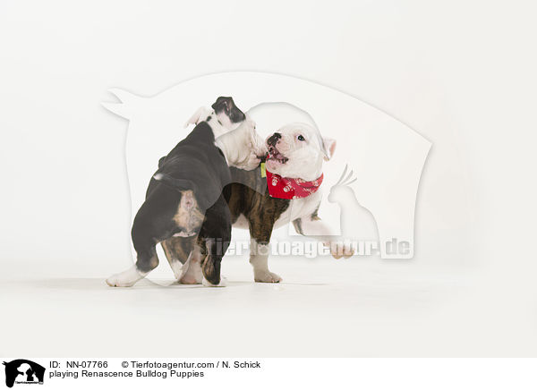 spielende Renascence Bulldogge Welpen / playing Renascence Bulldog Puppies / NN-07766