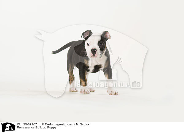 Renascence Bulldog Puppy / NN-07767