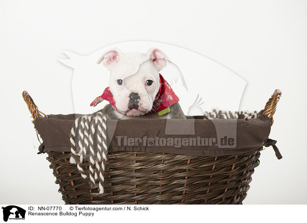Renascence Bulldog Puppy / NN-07770