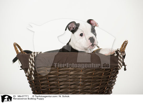 Renascence Bulldog Puppy / NN-07771