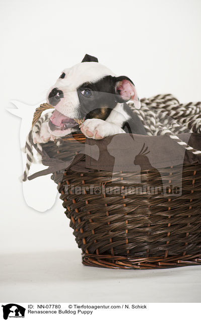 Renascence Bulldogge Welpe / Renascence Bulldog Puppy / NN-07780