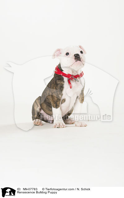 Renascence Bulldog Puppy / NN-07783