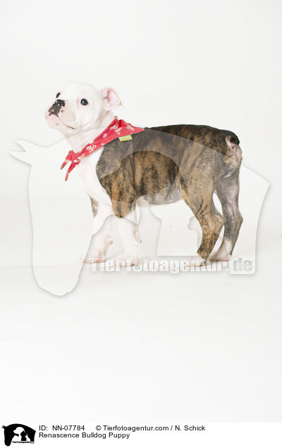 Renascence Bulldog Puppy / NN-07784