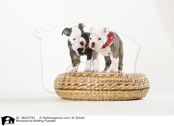 Renascence Bulldog Puppies / NN-07787