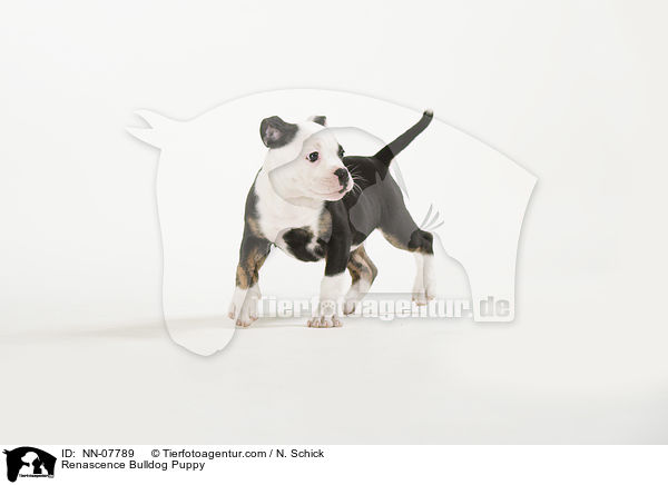 Renascence Bulldogge Welpe / Renascence Bulldog Puppy / NN-07789