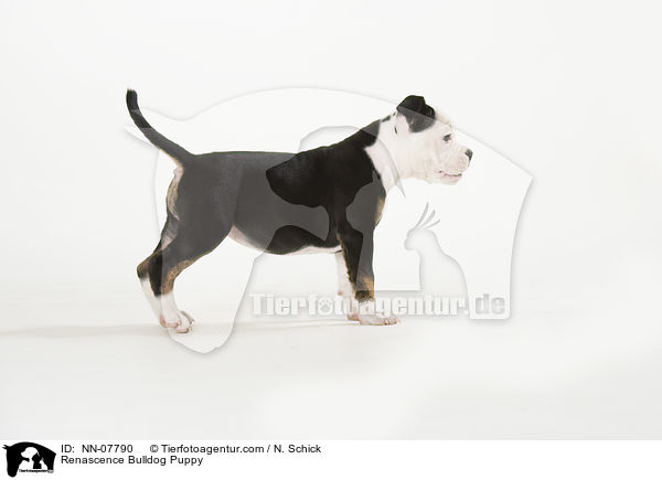 Renascence Bulldogge Welpe / Renascence Bulldog Puppy / NN-07790