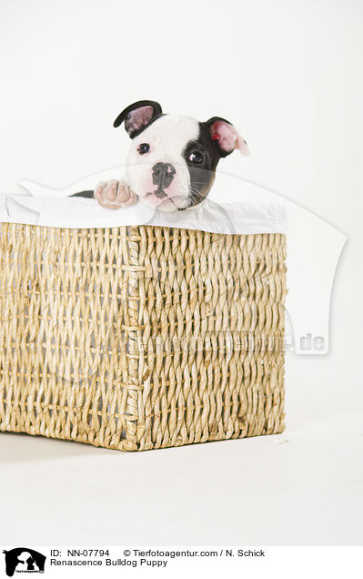 Renascence Bulldog Puppy / NN-07794