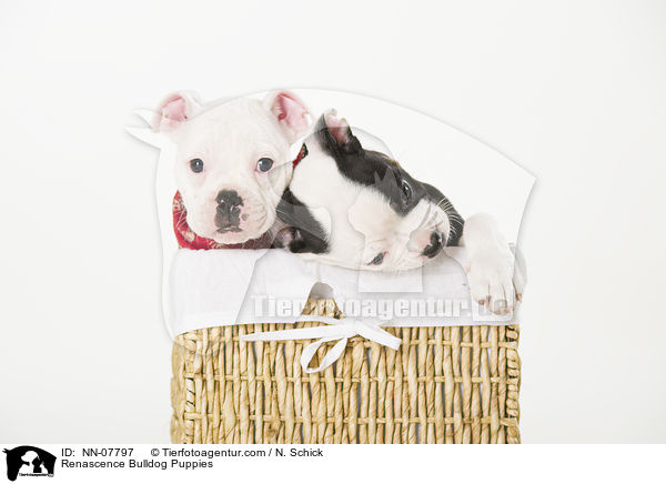 Renascence Bulldogge Welpen / Renascence Bulldog Puppies / NN-07797