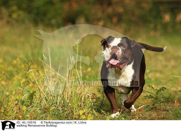 laufende Renascence Bulldogge / walking Renascence Bulldog / KL-14516