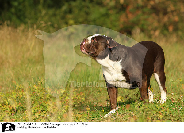 laufende Renascence Bulldogge / walking Renascence Bulldog / KL-14519