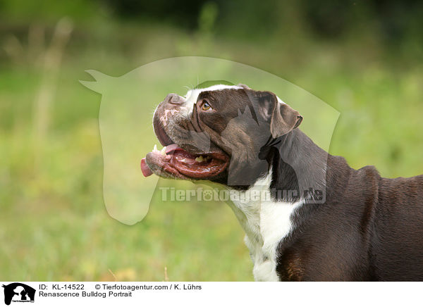 Renascence Bulldogge Portrait / Renascence Bulldog Portrait / KL-14522