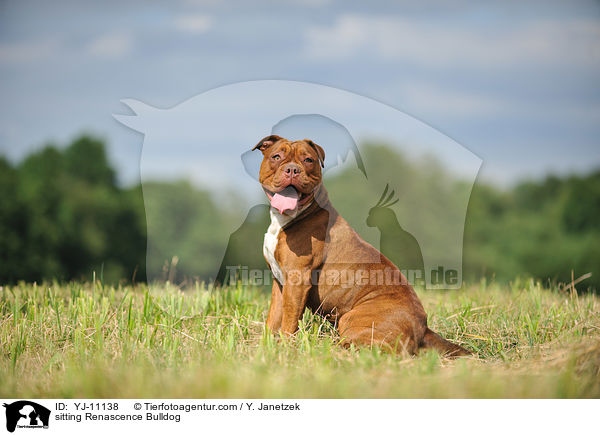 sitzende Renascence Bulldogge / sitting Renascence Bulldog / YJ-11138