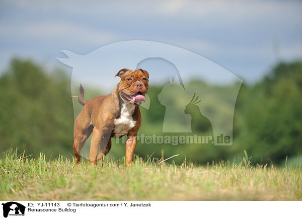 Renascence Bulldogge / Renascence Bulldog / YJ-11143