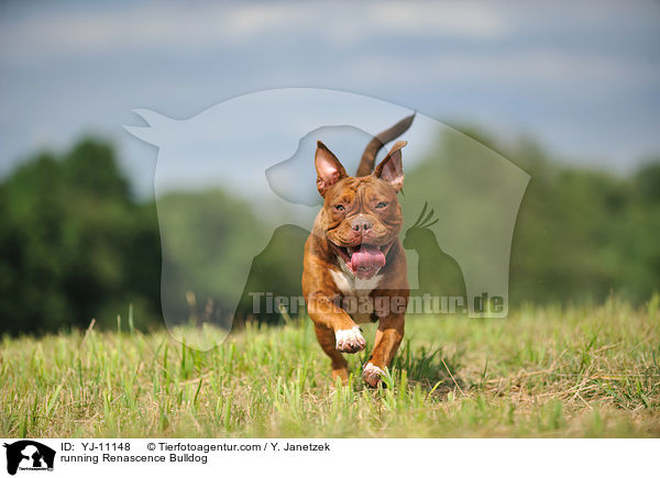 rennender Renascence Bulldogge / running Renascence Bulldog / YJ-11148