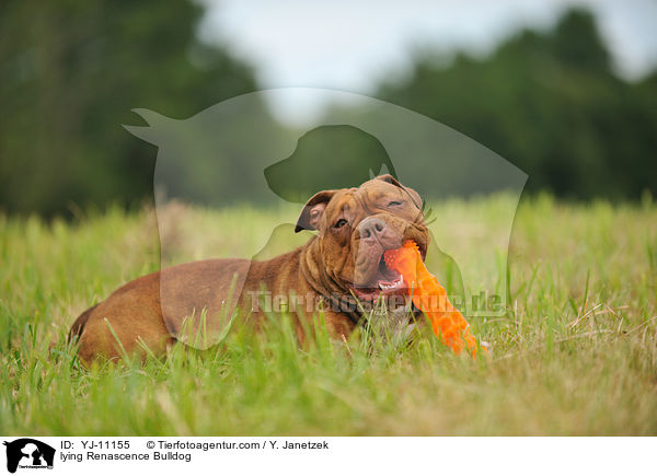 liegende Renascence Bulldogge / lying Renascence Bulldog / YJ-11155