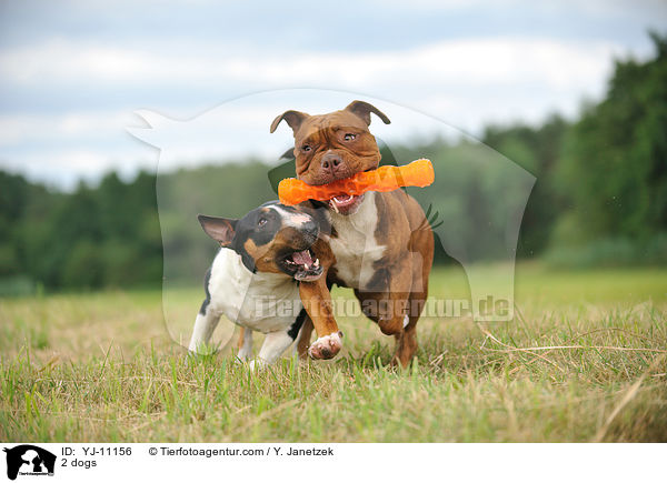 2 dogs / YJ-11156